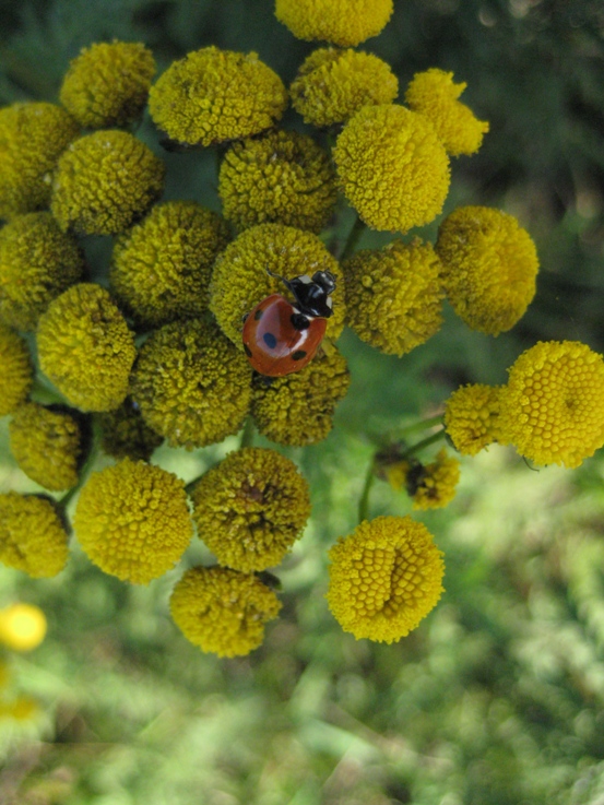 seven spot ladybird on tansy